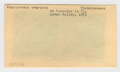 [Wikstroemia uva-ursi in Hawaii, envelope IE19-118]
