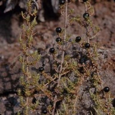 [Coprosma ernodeoides close-up at Kahuku Ranch, United States]