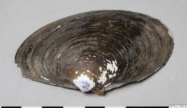 ["mussla, shell", "mussla, shell"]