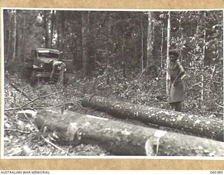 SOGERI, NEW GUINEA. 1943-11-20. TIMBER JINKER OF THE SCHOOL OF SIGNALS, NEW GUINEA FORCE BEING USED TO HAUL LOGS INTO A MORE FAVOURABLE POSITION FOR LOADING