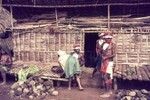 Earth ovens being prepared, shelter for visiting participants in background, decorated men wear headdresses and baler shell valuables