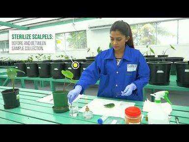 CePaCT Insider – Drying and preserving leaf samples (tutorial)