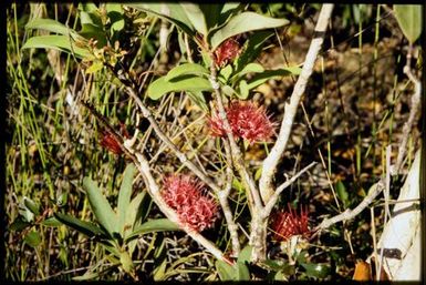 Mistletoe in maquis vegetation