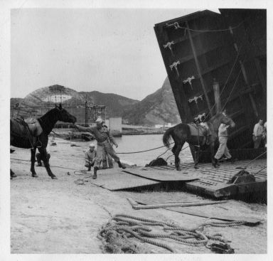 Military personnel loading horses onto ship