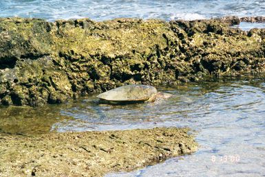 Web Environmental Photos: Scenes from around the United States - Sea Turtle, Big Island of Hawaii