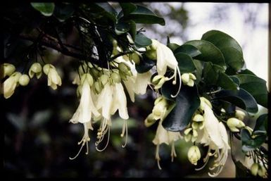 Flowers on vine