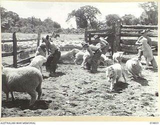 1943-05-11. NEW GUINEA. MILNE BAY. ARMY STOCKMEN WITH SHEEP AT SLAUGHTER YARDS AT MILNE BAY. (NEGATIVE BY N. BROWN)