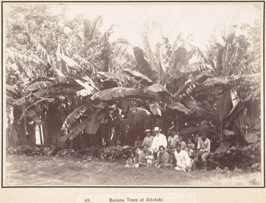 Banana plants at Aitutaki, Cook Islands, 1903