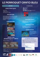 Le perroquet grand bleu (poster)