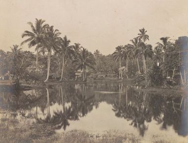 A bay with palm trees. From the album: Photographs of Apia, Samoa