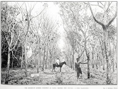 The important rubber industry in Papua (British New Guinea): a fine plantation