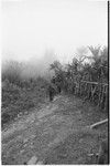 Pig festival, pig sacrifice, Tsembaga: men walk beside fence, going to dance ground