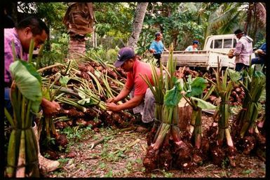 Men making bundles of talo for ear piercing ceremony, Lakepa, Niue