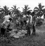 Preparing earth oven at Tonga College, covering with leaves before earth.