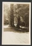 View of road lined with trees, New Zealand?