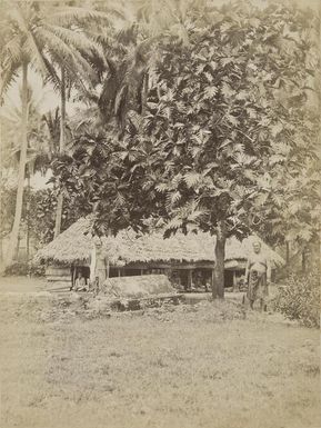 Breadfruit tree