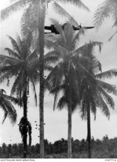 MOMOTE, LOS NEGROS ISLAND, ADMIRALTY ISLANDS. 1944-03-08. SUPPLIES BEING DROPPED BY A US ARMY AIR FORCE FLYING FORTRESS AIRCRAFT VISIBLE OVER THE TOPS OF THE PALM TREES. BOXES OF AMMUNITION CAN BE ..