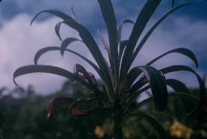 [Cyanea close-up from Wiliwilinui Ridge, United States]