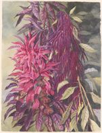 Amaranthus caudatus L., family Amaranthaceae, Papua New Guinea, 1916 / Ellis Rowan