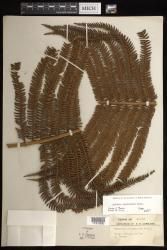 Sadleria cyatheoides