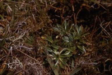 [Abrotanella scapigera from Sarawaket Range, Papua New Guinea]