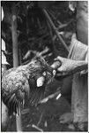 Pig festival, wig ritual, Tsembaga: chicken for participants, who are subject to food taboos