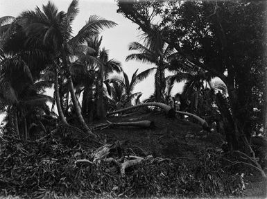 [Landscape with palm trees]