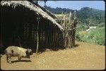 A pig in front of a building