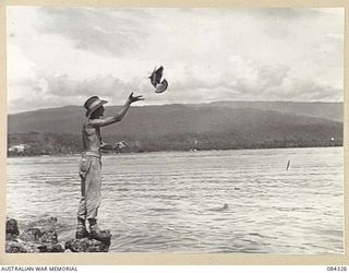 MALMAL MISSION, NEW BRITAIN. 1944-12-16. LIEUTENANT K V BENWELL, OFFICER COMMANDING, 9 PIGEON SECTION RELEASING A PIGEON. THE BIRDS ARE GIVEN TRAINING FLIGHTS OVER AN AREA BEFORE HEADING OUT WITH ..