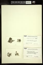 Cladophora dotyana