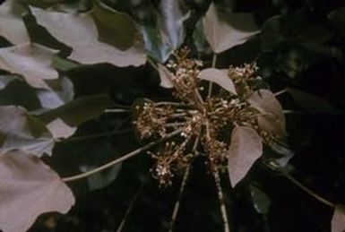 [Aleurites moluccana close-up from Castle Trail, United States]