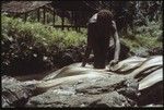 Boori'au drying leaves for making wa'i plaited bags, on stream rocks at Uka'oi