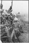 Pig festival, pig sacrifice, Tsembaga: ending the festival, fight magic men dig up cordyline roots buried at gate to dance ground