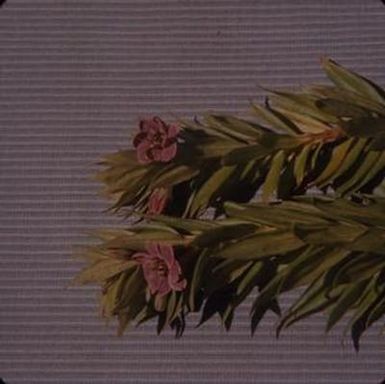 [Lysimachia hillebrandii close-up from ʻĀinahou Ranch House, United States]