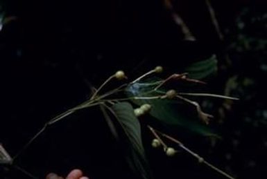 [Unidentified twigs, leaves, and fruit at Espiritu Santo, Vanuatu]