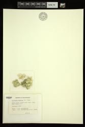 Halimeda opuntia