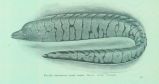 Gymnothorax berndti Snyder. Hawaii. Family Muraenidae