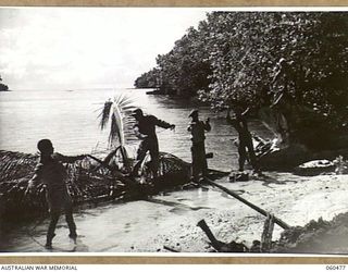 FINSCHHAFEN AREA, NEW GUINEA. 1943-11-11. SIGNALLERS OF THE 870TH UNITED STATES ENGINEER AVIATION BATTALION LAYING A SIGNAL LINE BETWEEN CAMP HEADQUARTERS AND DREGER HARBOUR