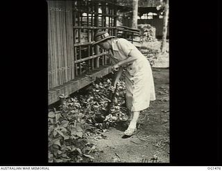 MILNE BAY, PAPUA. C. 1944-02. RAAF NURSING SISTER BROWN AT NO. 2 MEDICAL CLEARING STATION RAAF DIGGING IN THE GARDEN