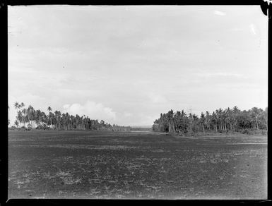 View of cleared land through palm trees for Faleolo Airfield, Western Samoa