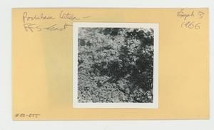 [Portulaca lutea in Hawaii, envelope IE30-055]