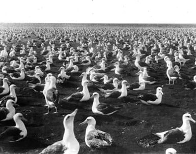Laysan Albatross colony