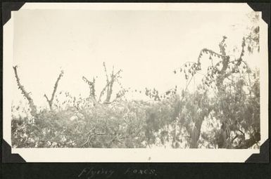 Flying foxes in trees at Tongatabu, Tonga, 1929 / C.M. Yonge