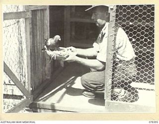 TOROKINA, BOUGAINVILLE ISLAND. 1945-01-20. VX71857 SERGEANT E.W. WEBBER, 7TH PIGEON SECTION "B" CORPS OF SIGNALS, SHOWING A BREEDING PIGEON WITH A NEWLY HATCHED YOUNG ONE