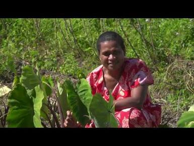 Taro Stem - Edible leaves of the Pacific