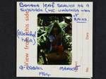 Woman using a banana leaf as sunshade, at Rabaul market, Rabaul, 1964