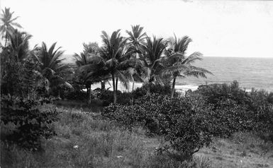 Plants on Banaba Island, Kiribati