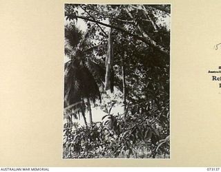 ALEXISHAFEN, NEW GUINEA. 1944-05-11. AN UNEXPLODED PARACHUTE BOMB HANGS SUSPENDED FROM A TREE NEAR THE ALEXISHAFEN NO.1 AIRSTRIP. TWO SIMILAR BOMBS WERE DISCOVERED SUSPENDED FROM TREES IN THE AREA. ..