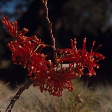 [Stenocarpus sinuatus growing in New Caledonia]