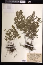 Adiantum capillus-veneris